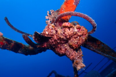 Antennarius commerson Antennariidae