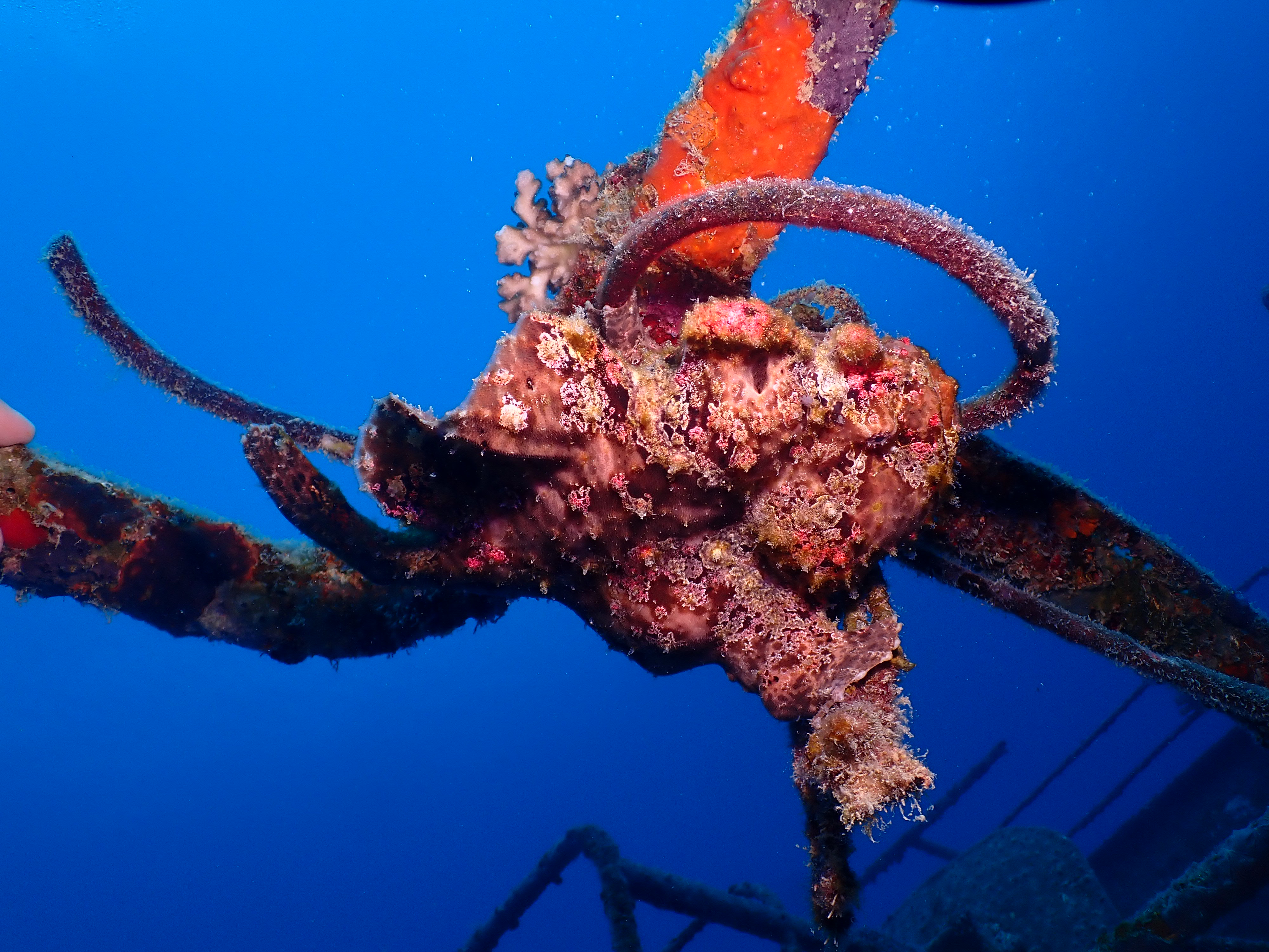 Antennarius commerson