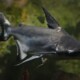 picture of Pangasianodon hypophthalmus