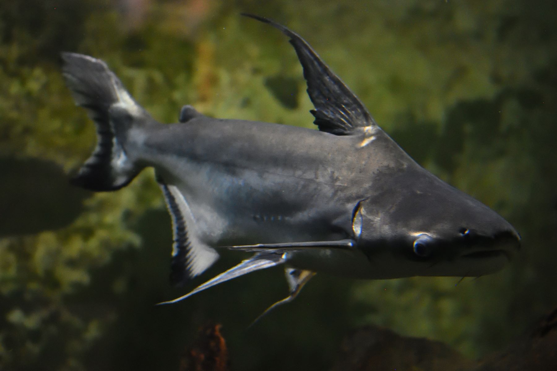 Pangasianodon hypophthalmus