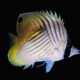 picture of Chaetodon auriga