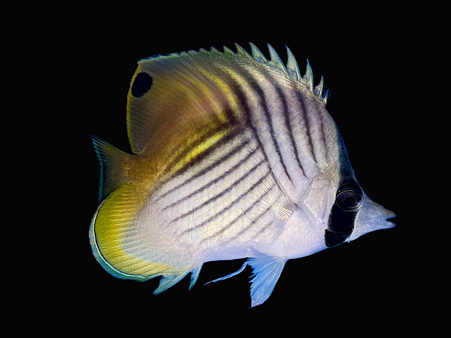 Chaetodon auriga