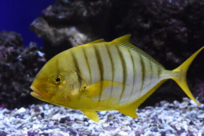 carangue royale jaune Carangidae