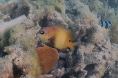 poisson-cafre, Grégoire noire Pomacentridae