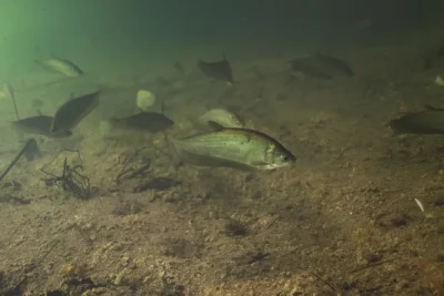 Poisson-couteau Notopteridae