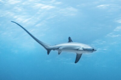 thresher shark alopiidae
