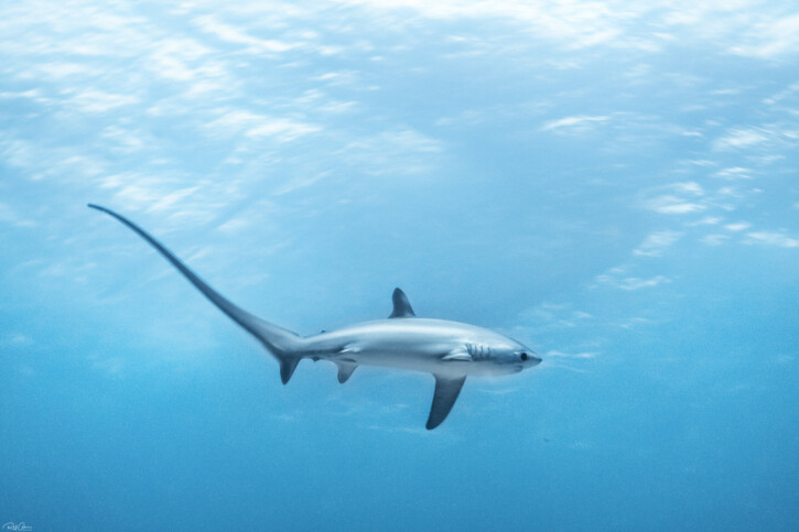 photographie - Rafi Amar