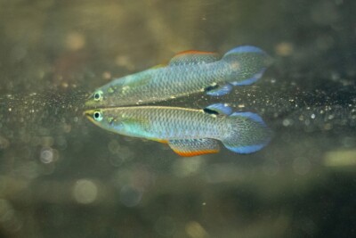 panchax bleu Aplocheilidae