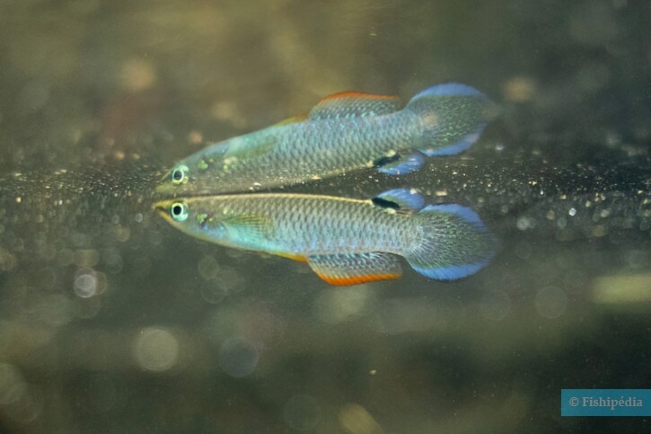 Aplocheilus panchax - panchax bleu