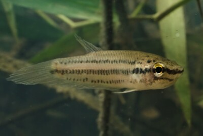 Betta pallida Osphronemidae
