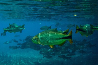 piraputanga Bryconidae