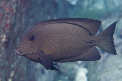 poisson chirurgien hawaiien Acanthuridae