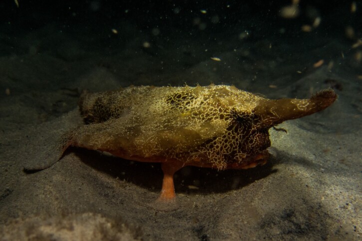 photographie - João D'Andretta