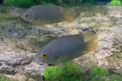 poisson feuille indonésien Pristolepididae