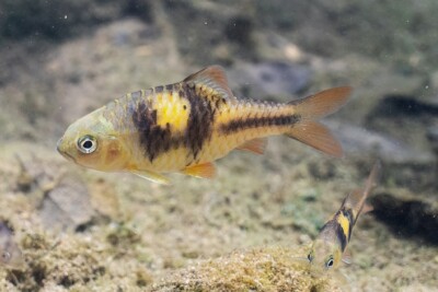 barbus clé Cyprinidae