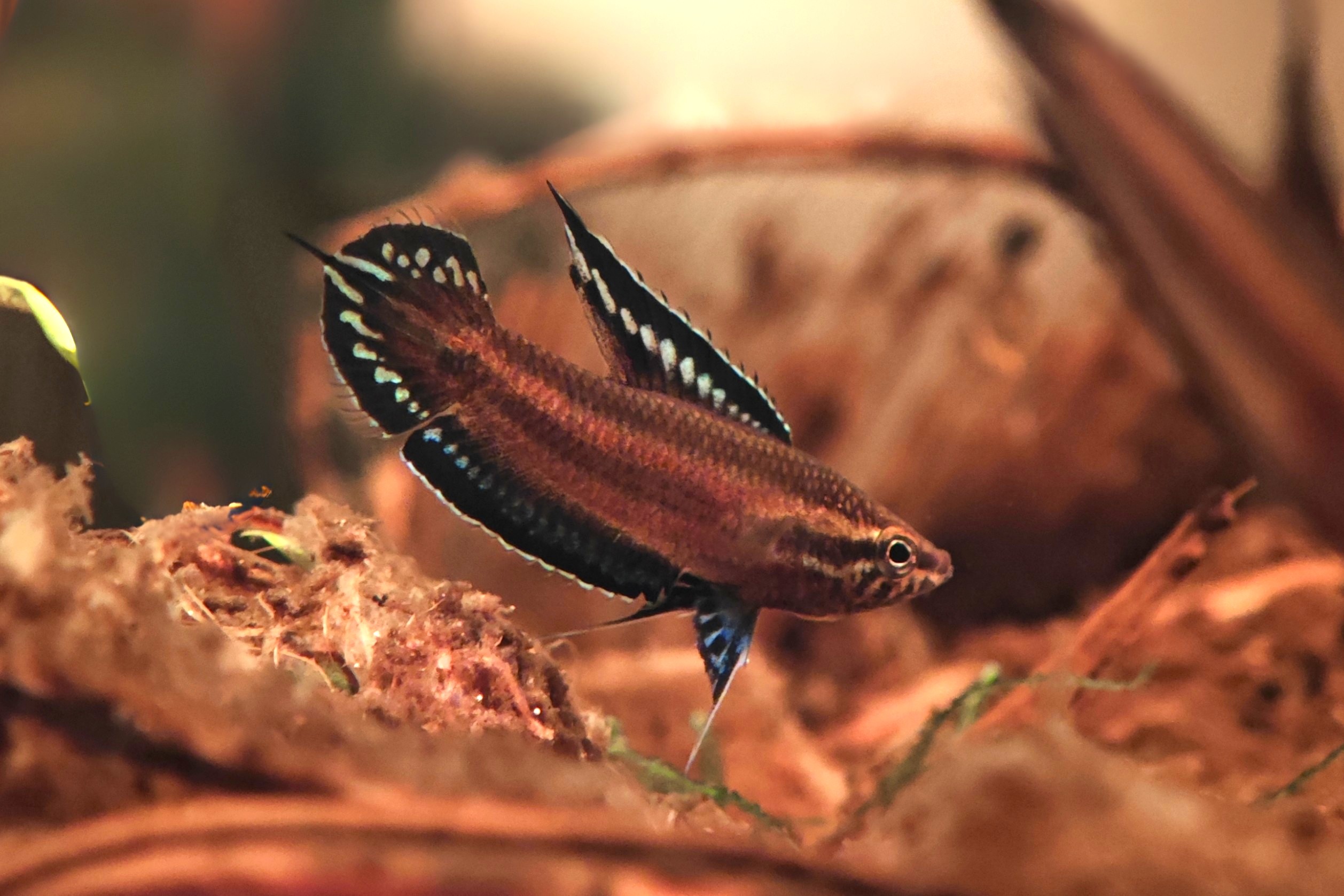 Parosphromenus deissneri