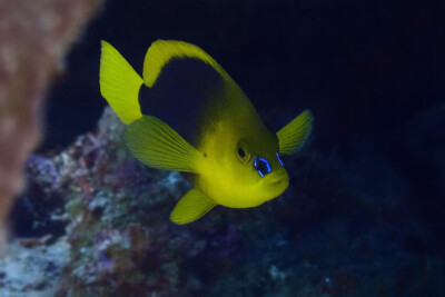 Hypoplectrus guttavarius Serranidae