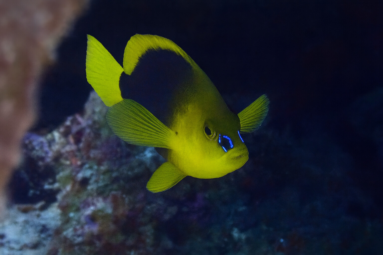Hypoplectrus guttavarius