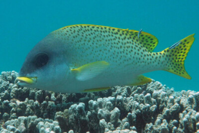 Plectorhinchus gaterinus Haemulidae