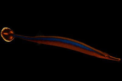 syngnathe à bande bleue Syngnathidae