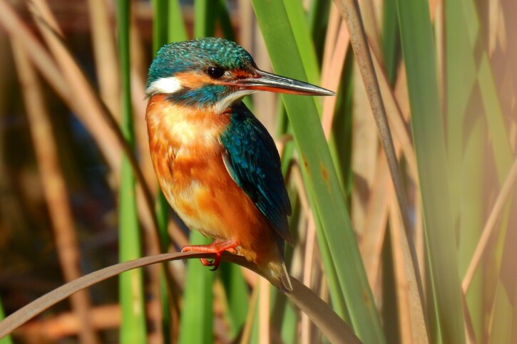 photographie - Luís Lourenço