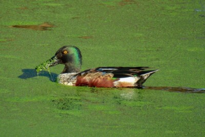 Anas clypeata Anatidae