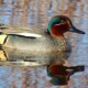 picture of Anas crecca