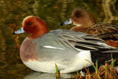 Anas penelope Anatidae