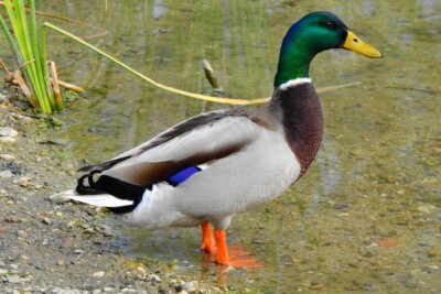 Anas platyrhynchos Anatidae