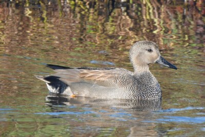 Anas strepera Anatidae