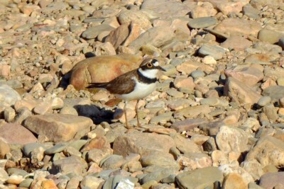 Charadrius dubius Charadriidés