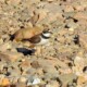 picture of Charadrius dubius