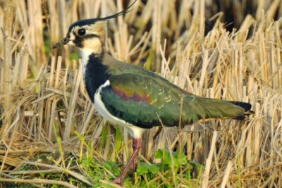 Vanellus vanellus Charadriidés