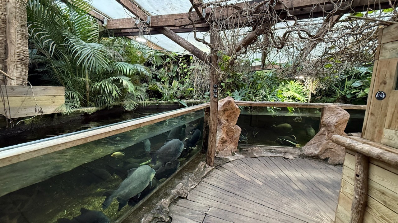 fishes picture