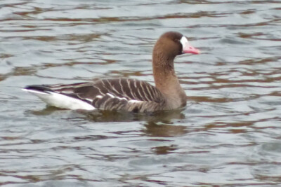 Anser albifrons Anatidae