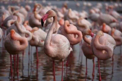 Phoenicopterus roseus Phoenicopteridae