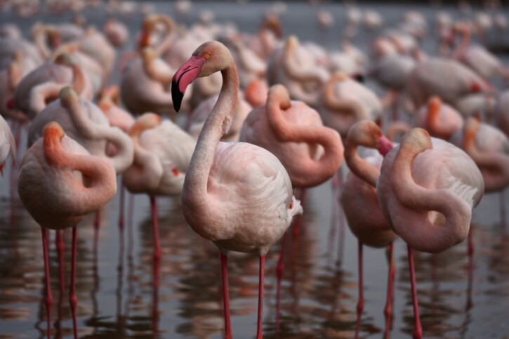 Phoenicopterus roseus
