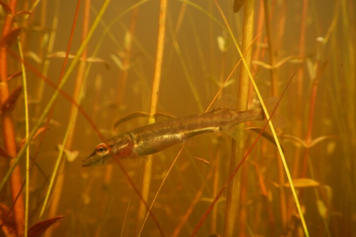 Esox aquitanicus