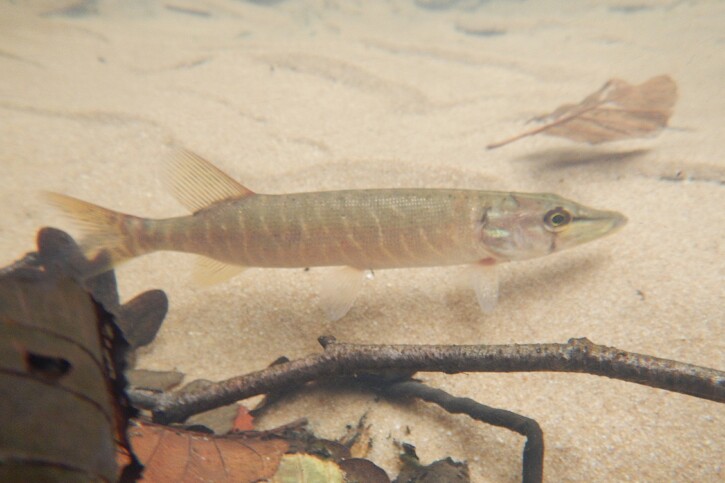 Esox aquitanicus