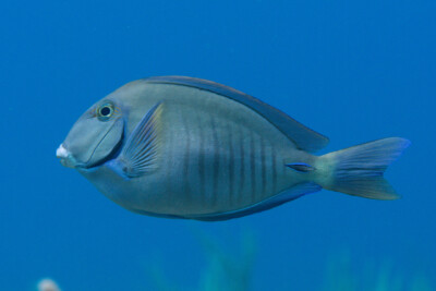 Acanthurus chirurgus Acanthuridae