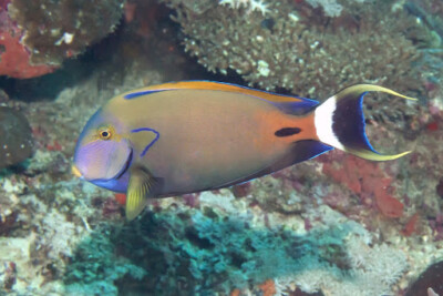 Acanthurus fowleri Acanthuridae