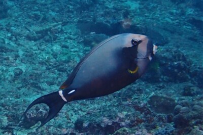 Acanthurus leucocheilus Acanthuridae