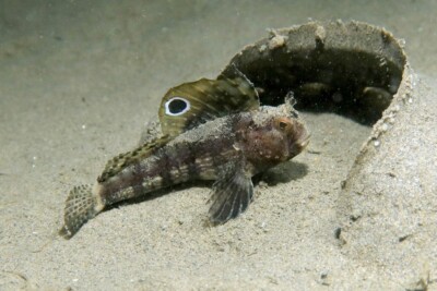 blennie ocellée Blenniidae