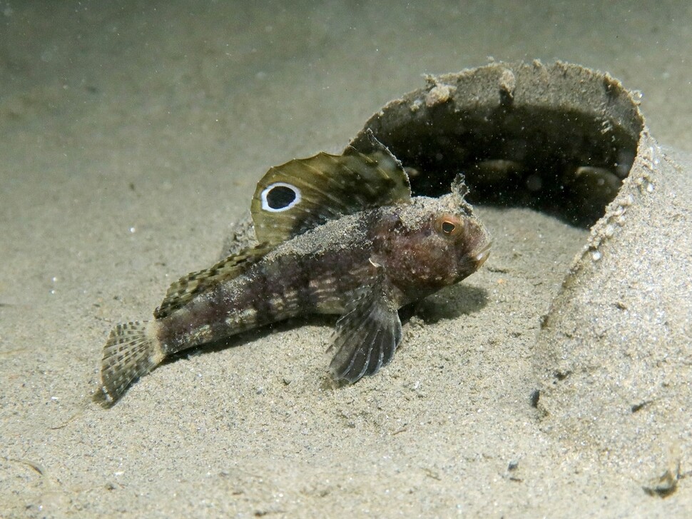 Blennius ocellaris