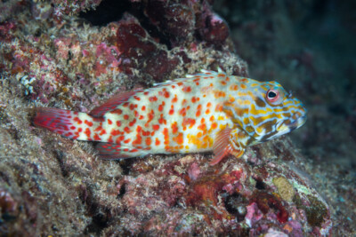 Cirrhitus pinnulatus Cirrhitidae