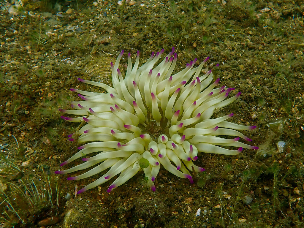 Condylactis aurantiaca