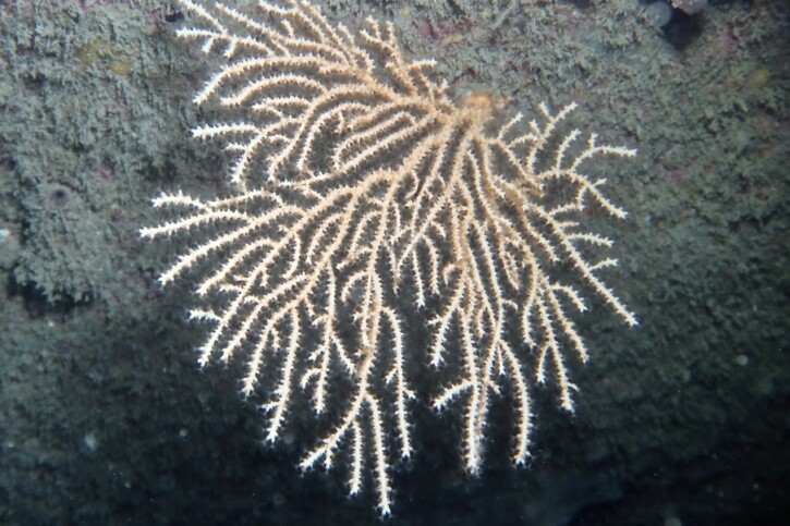 Eunicella verrucosa - gorgone verruqueuse