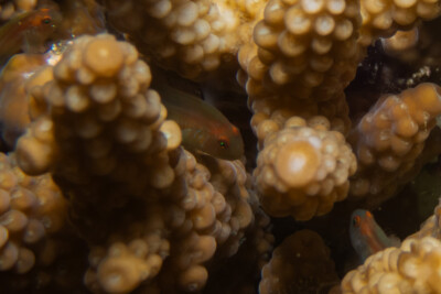 Gobiodon rivulatus Gobiidae