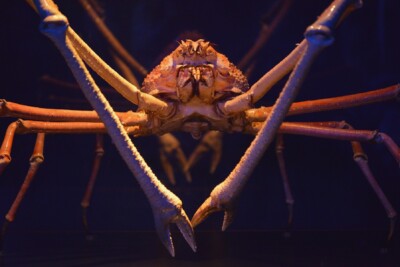Espèce : Japanese Giant Spider Crab
