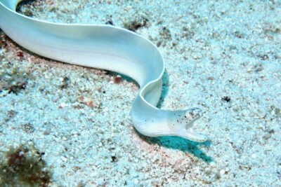 Pseudechidna brummeri Muraenidae